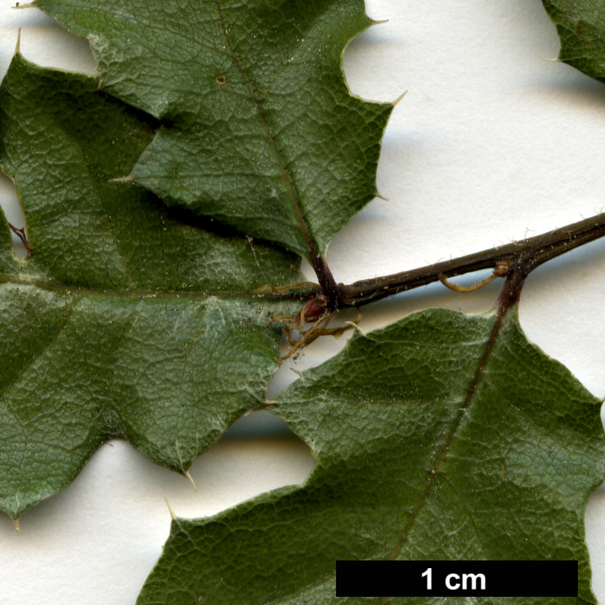 High resolution image: Family: Fagaceae - Genus: Quercus - Taxon: durata - SpeciesSub: var. gabrielensis
